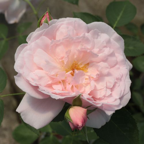E-commerce, vendita, rose, in, vaso rose inglesi - rosa - Rosa Ausclub - rosa dal profumo discreto - David Austin - ,-